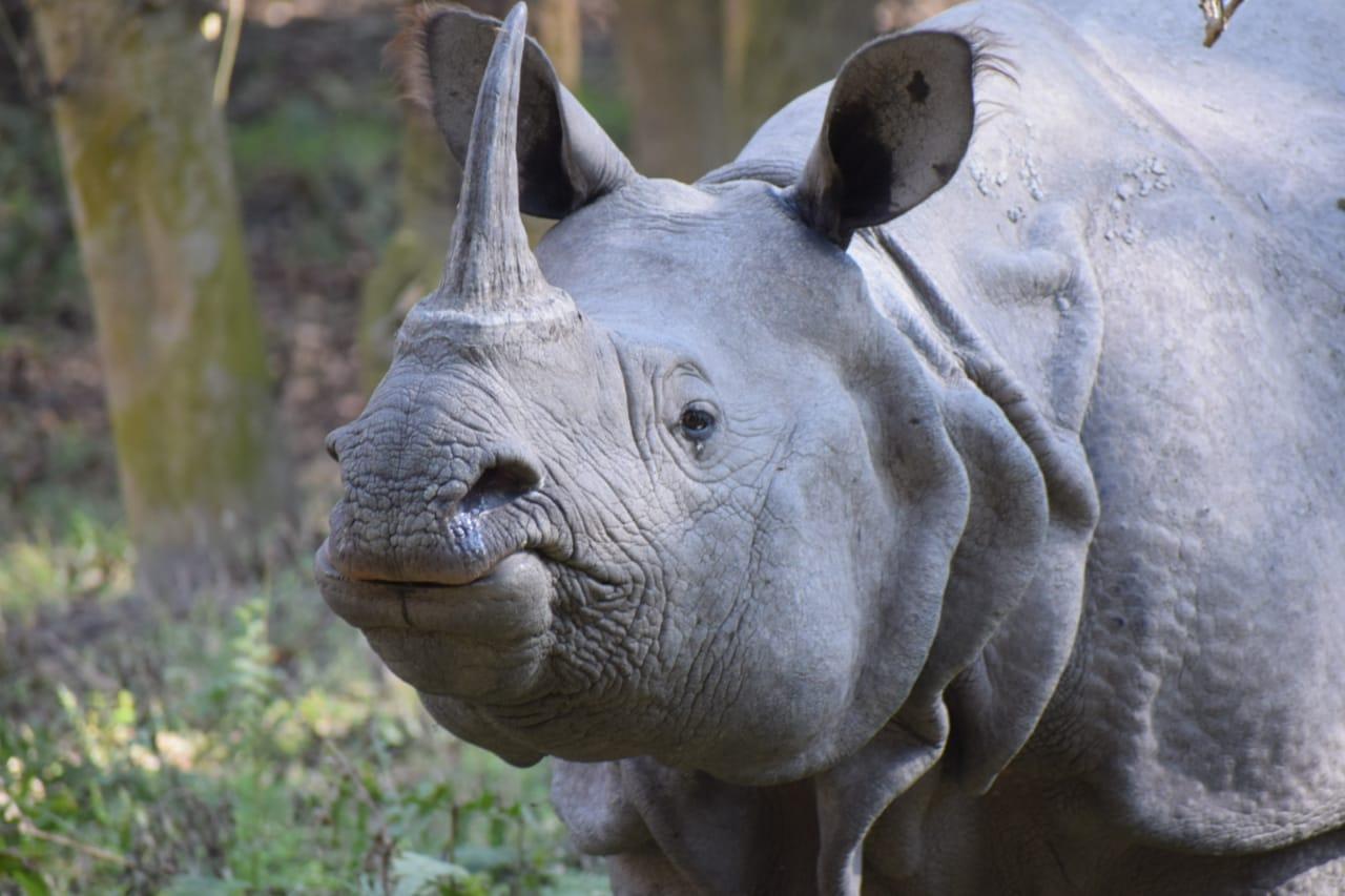 Single horn rhino
